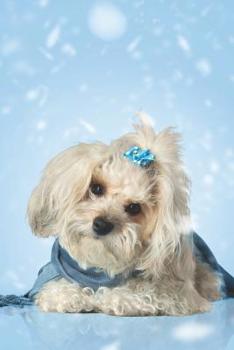 Discreet password logbook: Never forget a password anymore : Keep your website login credentials, software key, cryptocurrency wallet secure phrase, ... under 10$ (Handy password keeper COLLECTION)