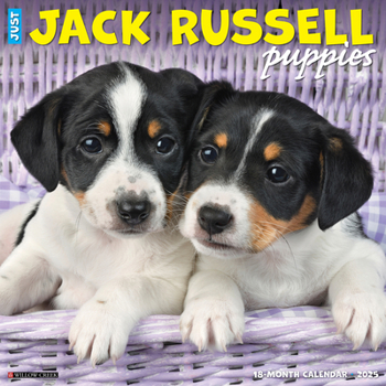 Calendar Just Jack Russell Puppies 2025 12 X 12 Wall Calendar Book