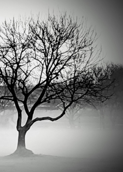 Paperback Haunted Tree Sketchbook Book