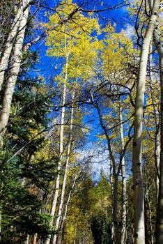 Paperback Aspen Trees in Colorado Journal: 150 page lined notebook/diary Book