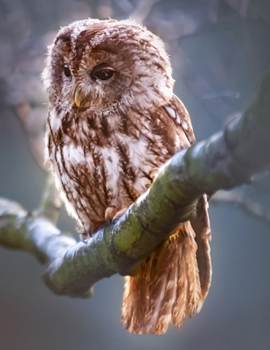 Daily Diary: Blank 2020 Journal Entry Writing Paper for Each Day of the Year | Owl Animal Bird | January 20 - December 20 | 366 Dated Pages | A ... Your Life, Set Goals & Get Things Done