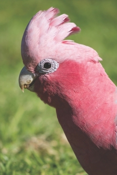 Rosakakadu: Kalender 2020 / Jahresplaner / Terminplaner - DIN A5 - Galah Papagei - Geschenk für Australien Reise (German Edition)
