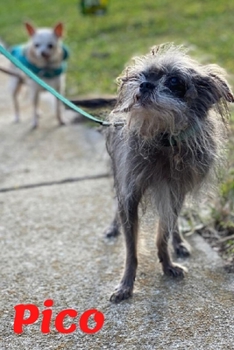 Paperback Pico: Tiny Dog Massive Penis Book