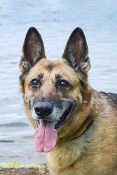 German Shepherd Dog Pup Puppy Doggie Notebook Bullet Journal Diary Composition Book Notepad - At the River: Cute Animal Pet Owner Composition Book with 100 Quad Ruled Graph Paper Pages in 6” x 9” Inch