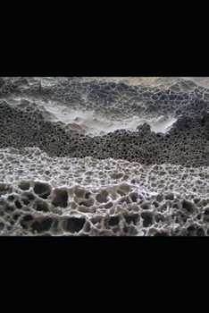 MICROORGANISMS AND BIOREMEDIATION