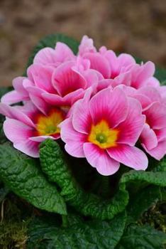 Paperback Beautiful Pink Primrose Flowers in a Stone Planter Journal: Take Notes, Write Down Memories in this 150 Page Lined Journal Book