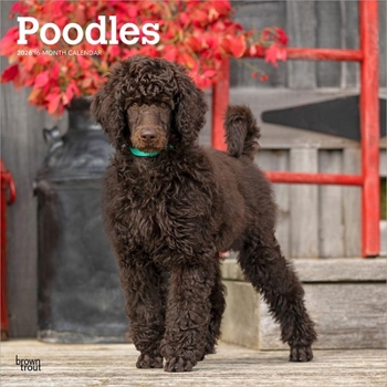Calendar Poodles 2026 12 X 24 Inch (Hanging) Monthly Square Wall Calendar Plastic-Free Book