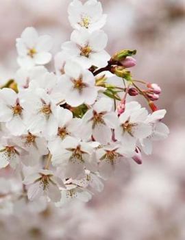 Paperback Cherry Blossom Notebook Large Size 8.5 x 11 Ruled 150 Pages Softcover Book