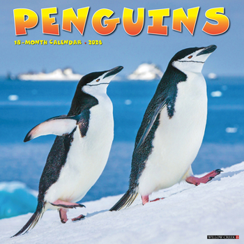 Calendar Penguins 2024 12 X 12 Wall Calendar Book