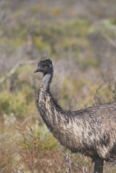 Emu: Notizbuch / Tagebuch flugunfähiger Vogel - DIN A5 120 Seiten punktiert / Punkteraster - Geschenk Vogelliebhaber Australien (German Edition)
