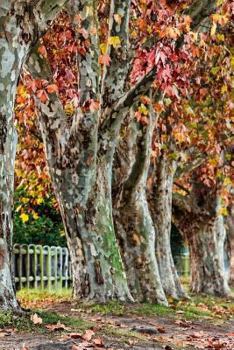 Paperback Trees Notebook Book