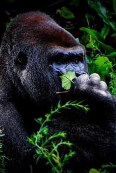 GORILLA  LOVERS WRITING & SKETCHING NOTEBOOK JOURNAL: Gorilla  Lovers Gift For Girls, Boys, Women & Men | Cute Journal & Blank Notebook with Wildlife ... Doodling &drawing. (ANIMAL LOVER GIFTS)