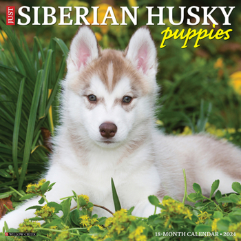 Calendar Just Siberian Husky Puppies 2024 12 X 12 Wall Calendar Book
