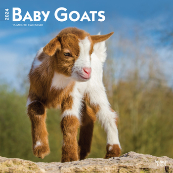 Calendar Baby Goats 2024 Square Book