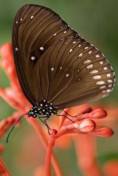 Paperback Striped Core Butterfly: The Common Crow Is a Glossy-Black Butterfly with Brown Undersides with White Markings Book