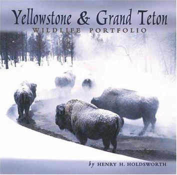 Hardcover Yellowstone & Grand Teton Wildlife Book