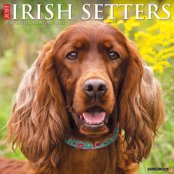 Calendar Just Irish Setters 2022 Wall Calendar (Dog Breeds) Book