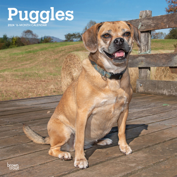 Calendar Puggles 2024 Square Book