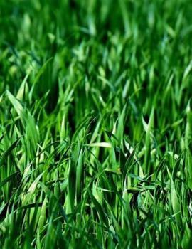 Paperback Meadow Meadows Fields Farm Farming Field: Notebook Large Size 8.5 x 11 Ruled 150 Pages Softcover Book