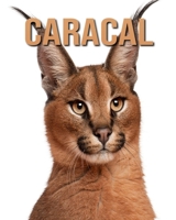 Caracal: Fun Facts and Amazing Photos of Animals in Nature B08CWB7N6M Book Cover