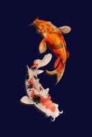 Koi Fish Pond Journal 1794073604 Book Cover