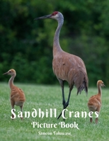 Sandhill Cranes Picture Book: A gift Book for Bird Lovers Bird Watchers Seniors Adults with Dementia Alzheimer Patients Photobook colection of ... Women Adults Children and Kid Crane Species B095GSMLF4 Book Cover