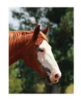 Equine Journal: Large Journal or Notebook 0464704286 Book Cover