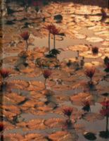 Lotus Pond 3897896877 Book Cover