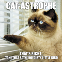 Cat-Astrophe 1623439914 Book Cover