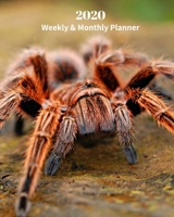 2020 Weekly and Monthly Planner: Tarantula Spider - Monthly Calendar with U.S./UK/ Canadian/Christian/Jewish/Muslim Holidays- Calendar in Review/Notes 8 x 10 in.-Animals Insect Nature 1695397320 Book Cover