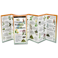 Common Wildflowers of the Mid-Atlantic 1621263886 Book Cover