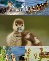 2020 Weekly and Monthly Planner: Ducking Collage - Monthly Calendar with U.S./UK/ Canadian/Christian/Jewish/Muslim Holidays- Calendar in Review/Notes 8 x 10 in.-Ducks Animals Nature 1692800175 Book Cover