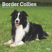 Border Collies 2025 12 X 24 Inch Monthly Square Wall Calendar Plastic-Free 1975476689 Book Cover