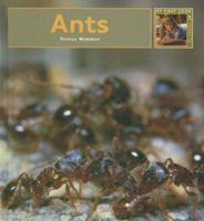 Ants (My First Look at: Insects) (My First Look at: Insects) 1583414533 Book Cover