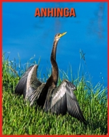 Anhinga: Unglaubliche Bilder und Wissenswertes über Anhinga B08WPG541D Book Cover