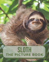 Sloth The Picture Book: Beautiful Picture Book of Sloth Perfect for Alzheimer's Patients and Seniors with Dementia. B08QFDJYMD Book Cover