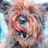 Molli: min vov´ede historie 8743030394 Book Cover