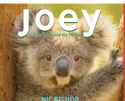Joey: A Baby Koala and His Mother 0545206405 Book Cover