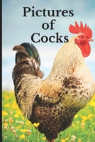 Pictures of Cocks: Funny White Elephant, Yankee Swap, Secret Santa Gift, (Stupid Gifts Ideas) B0B92L1JNL Book Cover