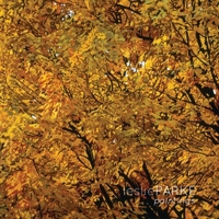 Leslie Parke Paintings 0557657512 Book Cover