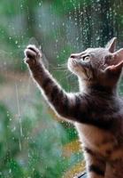 And God Created Cats 1548481092 Book Cover