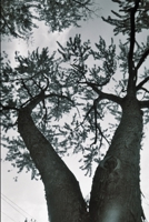 The Vortex: Illustrated 1387836358 Book Cover