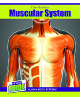 The Human Muscular System 1502657279 Book Cover