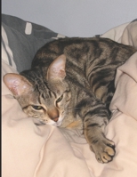 Cat Cover: Dream Journal: Self-Awareness Through Dreams 1699443157 Book Cover