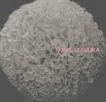 Kunié Sugiura 1915743818 Book Cover