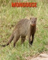 Mongoose: Amazing Facts about Mongoose B08LNL4C41 Book Cover
