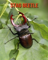 Stag Beetle: Amazing Facts about Stag Beetle B08LN97CJB Book Cover