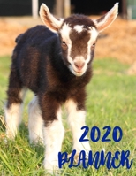 Planner 2020: 365 Days Daily Weekly & Monthly Personal Appointment at a Glance Calendar Planner Spread Views 12 Months to Do List Jan 1, 2020 to Dec 31, 2020 Design Pygmy Goat Lover Cover 1676546812 Book Cover