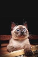 Siamese Cat Notebook: Dot Grid Journal, Softcover (6x9 Inches) with 120 Pages 1796420549 Book Cover