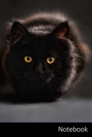 Notebook: 猫、ペット、動物、ストリート ノートブック/ 日記 / ライティングブック / 1706326734 Book Cover